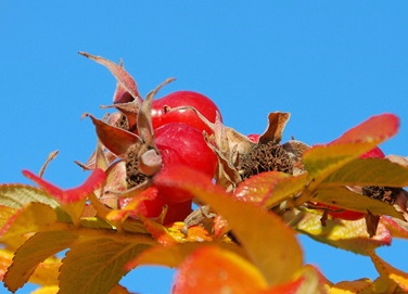 Kurdleheline kibuvits