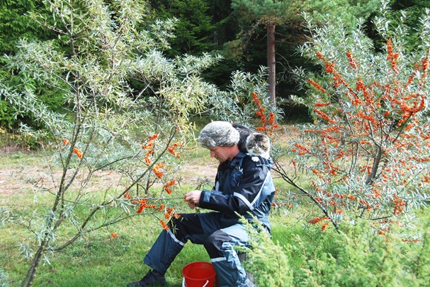 Tüütu korjata, hea ja kasulik süüa