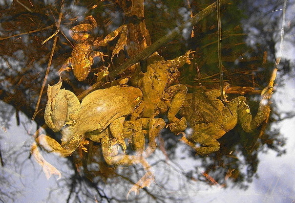 Kui tänavu on juba veebruaris konnad ärkvel, siis näiteks antud foto on tehtud 2006. aasta aprilli teisel poolel, kui konnad alles hakkasid talveuinakust üle saama