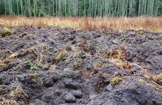 Järvsooga piirneval niidul on metssead eriti jõudsalt toimetanud - pinnasekuhilad on lausa meetrised.